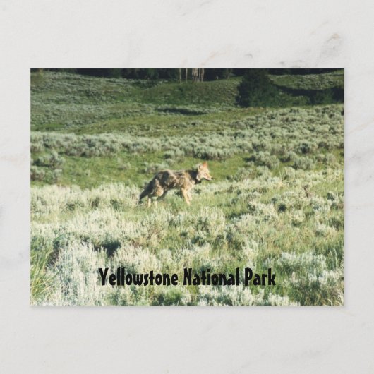 Yellowstone Coyote Postkarte (Vorderseite)