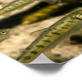 Yellowstone Cutthroat Trout School Poster (Ecke)