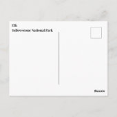 Yellowstone Elche Postcard Postkarte (Rückseite)