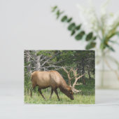 Yellowstone Elk Postkarte (Stehend Vorderseite)