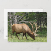 Yellowstone Elk Postkarte (Vorne/Hinten)