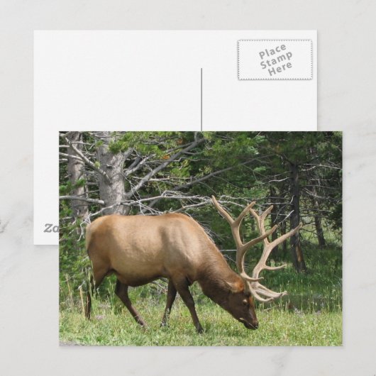 Yellowstone Elk Postkarte (Vorne/Hinten)