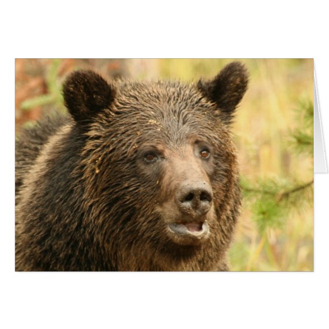 Yellowstone-Grizzley (Vorderseite (Horizontal))