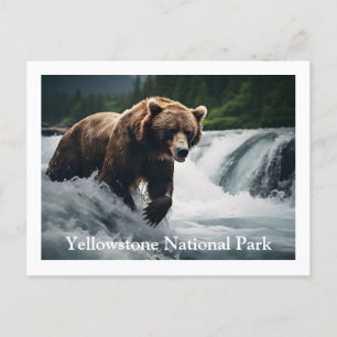 Yellowstone Grizzly Bär Postcard Postkarte