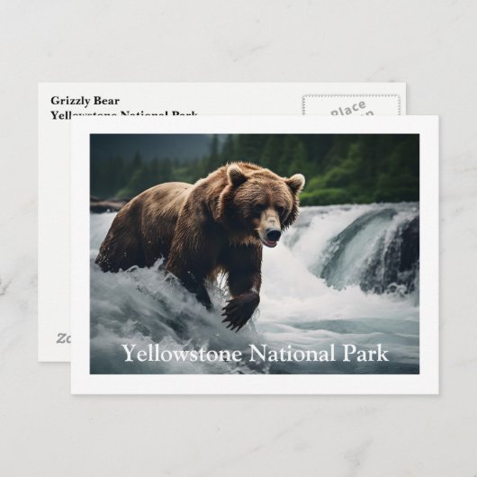 Yellowstone Grizzly Bär Postcard Postkarte (Vorne/Hinten)