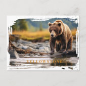 Yellowstone Grizzly Bär Postcard Postkarte (Vorderseite)