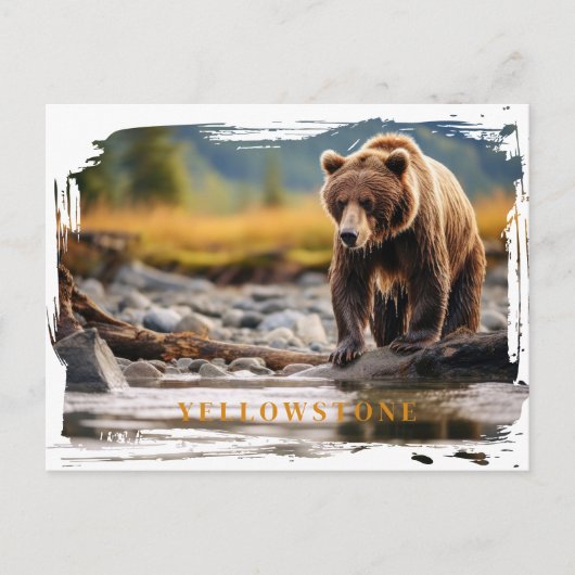 Yellowstone Grizzly Bär Postcard Postkarte (Vorderseite)