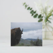 Yellowstone Guardian Postkarte (Stehend Vorderseite)