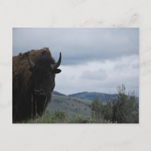 Yellowstone Guardian Postkarte (Vorderseite)