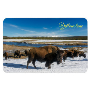 Yellowstone Magnet