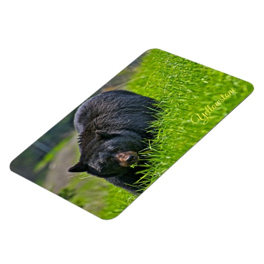 Yellowstone Magnet-Black Bär Magnet (Linke Seite)
