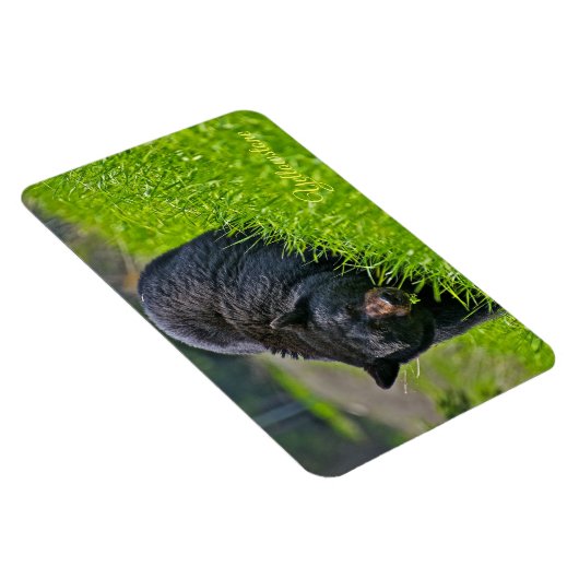 Yellowstone Magnet-Black Bär Magnet (Rechte Seite)