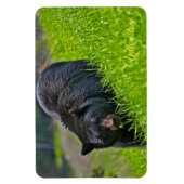 Yellowstone Magnet-Black Bär Magnet (Vertikal)