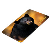 Yellowstone Magnet-Black Bär Magnet (Linke Seite)