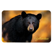 Yellowstone Magnet-Black Bär Magnet (Horizontal)