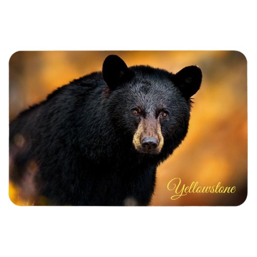 Yellowstone Magnet-Black Bär Magnet (Horizontal)