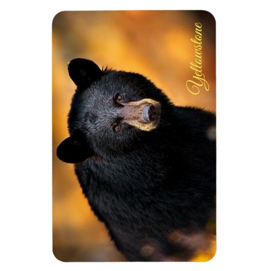 Yellowstone Magnet-Black Bär Magnet (Vertikal)