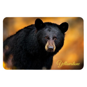 Yellowstone Magnet-Black Bear Magnet