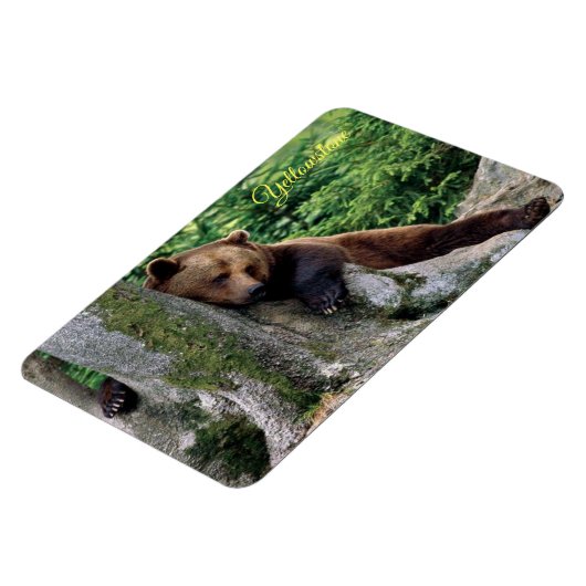 Yellowstone Magnet-Brown Bear Magnet (Linke Seite)