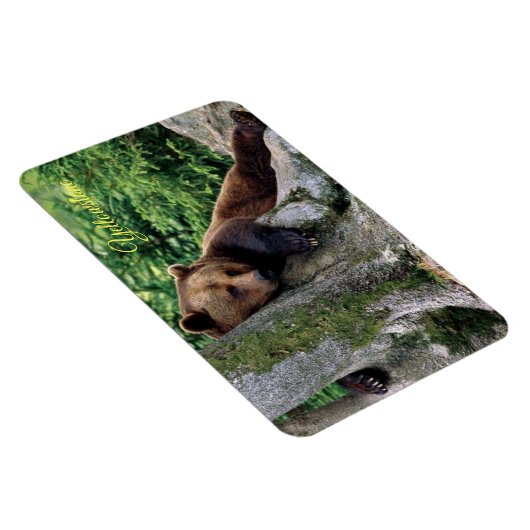 Yellowstone Magnet-Brown Bear Magnet (Rechte Seite)