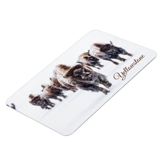Yellowstone Magnet-Buffalo Magnet (Linke Seite)