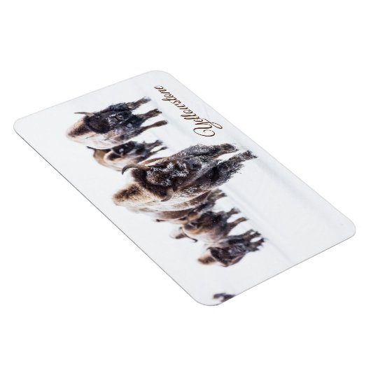 Yellowstone Magnet-Buffalo Magnet (Rechte Seite)