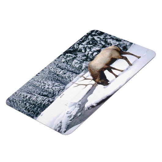 Yellowstone Magnet-Elk Magnet (Linke Seite)