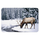 Yellowstone Magnet-Elk Magnet (Horizontal)