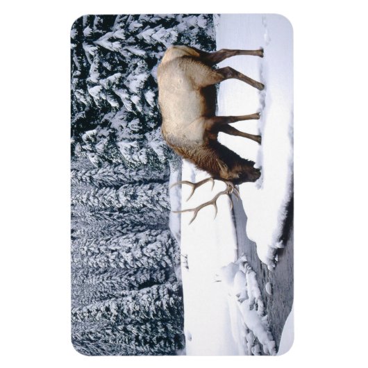 Yellowstone Magnet-Elk Magnet (Vertikal)