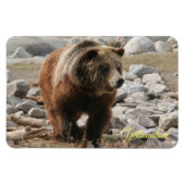 Yellowstone Magnet-Grizzly-Bär Magnet (Horizontal)