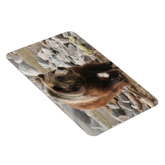 Yellowstone Magnet-Grizzly-Bär Magnet (Rechte Seite)