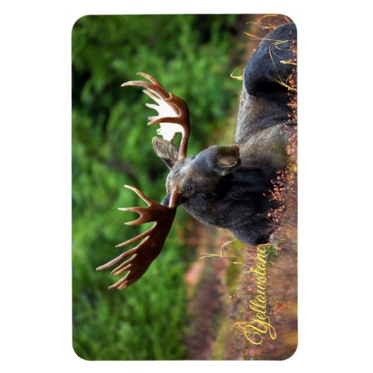 Yellowstone Magnet-Moose Magnet (Vertikal)