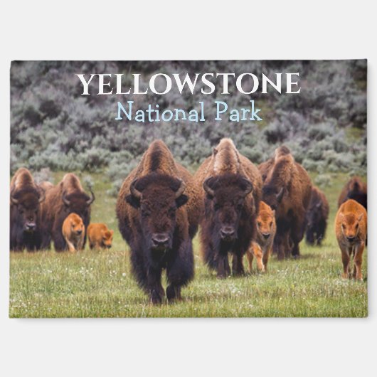 Yellowstone Magnet Nationalpark Bison Büffel (Vorderseite)