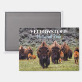 Yellowstone Magnet Nationalpark Bison Büffel (Vorderseite/Rückseite)