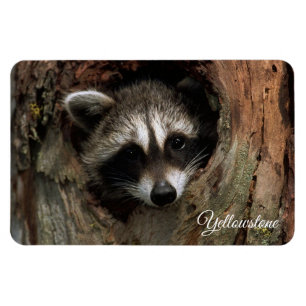 Yellowstone Magnet-Raccoon Magnet