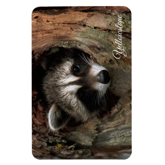 Yellowstone Magnet-Raccoon Magnet (Vertikal)