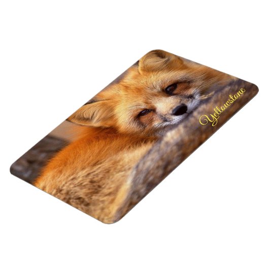 Yellowstone Magnet-Red Fox Magnet (Linke Seite)