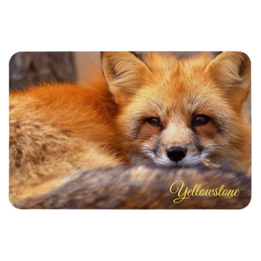 Yellowstone Magnet-Red Fox Magnet (Horizontal)