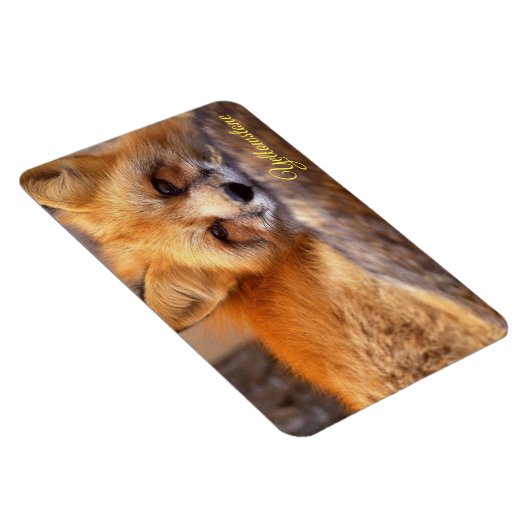 Yellowstone Magnet-Red Fox Magnet (Rechte Seite)