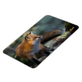 Yellowstone Magnet-Red Fox Magnet (Linke Seite)