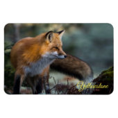 Yellowstone Magnet-Red Fox Magnet (Horizontal)