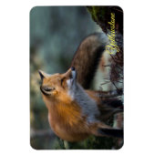 Yellowstone Magnet-Red Fox Magnet (Vertikal)