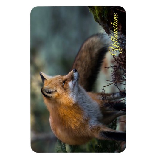 Yellowstone Magnet-Red Fox Magnet (Vertikal)