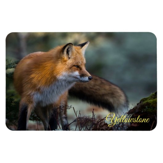 Yellowstone Magnet-Rotfuchs Magnet (Horizontal)