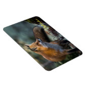 Yellowstone Magnet-Rotfuchs Magnet (Rechte Seite)