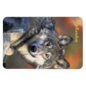Yellowstone Magnet-Wolf Magnet (Horizontal)