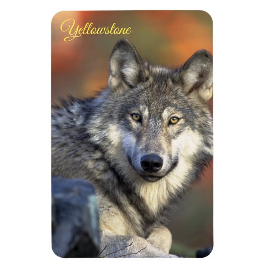 Yellowstone Magnet-Wolf Magnet (Vertikal)