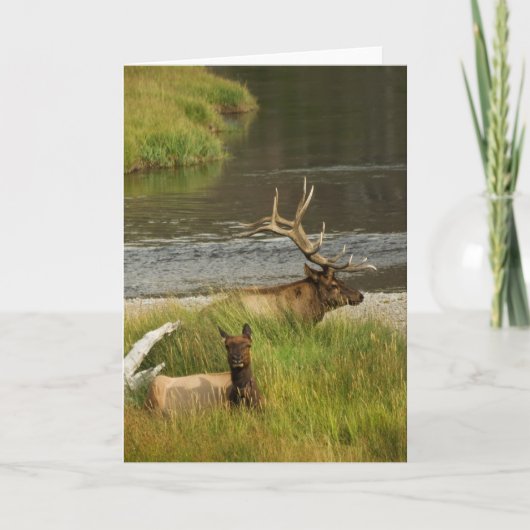 Yellowstone Mate Card Karte (Vorderseite)
