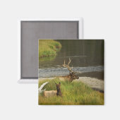 Yellowstone Mates Magnet (Vorderseite/Rückseite)
