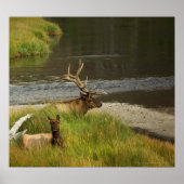 Yellowstone Mütter drucken Poster (Vorne)